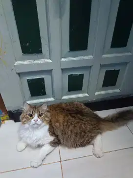 Kucing mainecoon mix persia