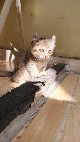 Kitten Kingkalow Cebol Betina 2 Bulan