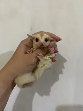 Sugar glider creamino