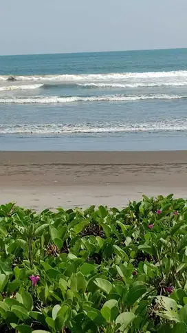 JUAL CEPAT - TANAH LOS PANTAI 34 ARE DI PENYARINGAN - JEMBRANA - BALI