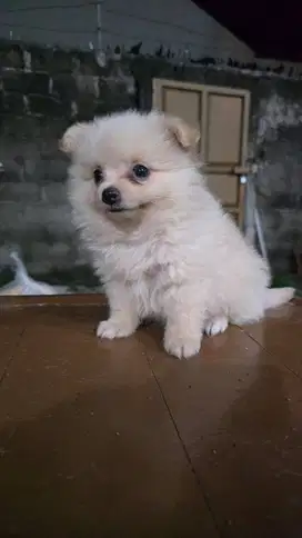 Over Adopt Minipom
