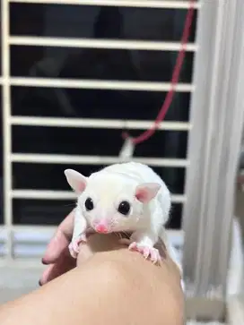 SUGAR GLIDER JOEY LEUCISTIC