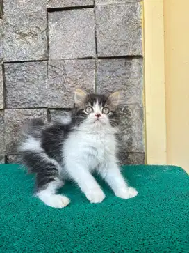 Kucing persia flatnose