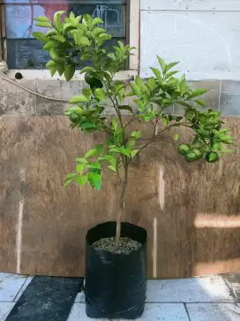 Jeruk Sitaya Agrihorti (Cukup Langka)