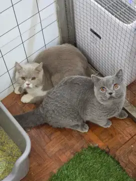 Kucing british shorthair bsh british shorthair