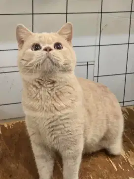 Kucing british shorthair bsh british shorthair