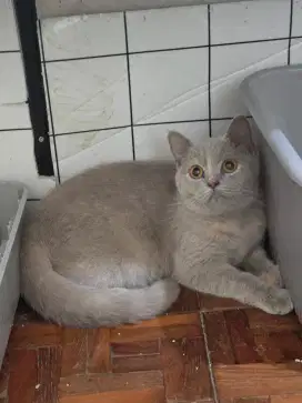 Kucing british shorthair bsh british shorthair