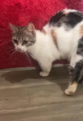 Kucing munchkin / cebol bacak bsh