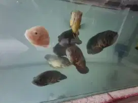 Jual ikan oscar