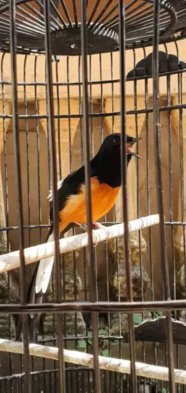 Murai Batu Gacor