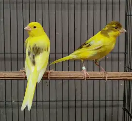 Kenari paud jantan stabilo