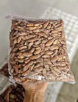 Baby CUMI CUMI.premium
