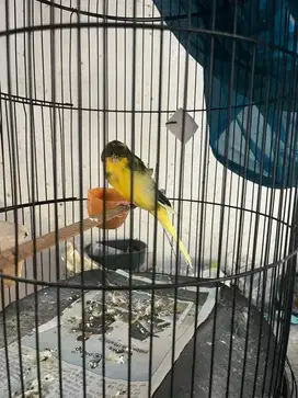 Kenari hybrid std besar (YS x Rasmi)
