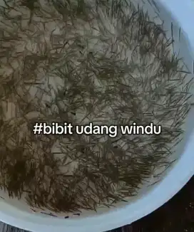 benur bibit udang windu