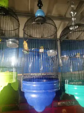 Burung sama kandang