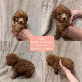 FOR SALE NEGO POODLE BETINA 2 BULAN MURMER