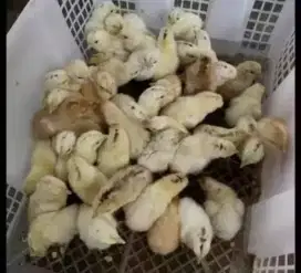 Anak ayam kampung Elba