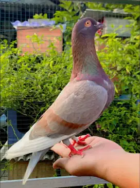 burung merpati kolong