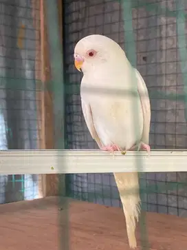Sepasang Parkit albino & lutino