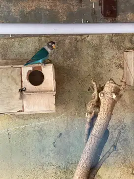 Sepasang burung lovebird