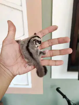 Sugar glider joy cg het ruby jinak op 02/07