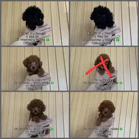 Toy poodle stambum dan non stambum