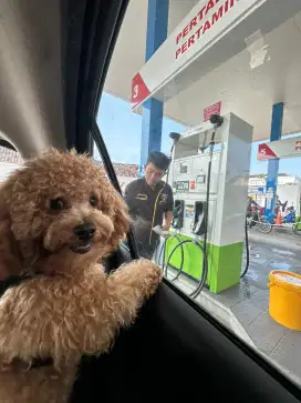 Open pacak Poodle Jantan