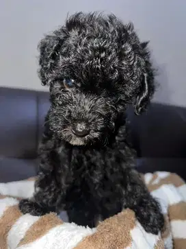 Toy poodle black jantan