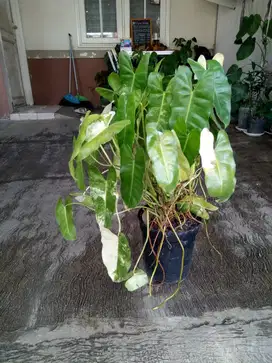 Tanaman Hias Burlesque Variegata | Philodendron Burle Marx | Brekele V