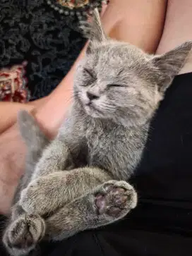 JUAL URGENT!! KUCING BSH SHORT HAIR BLUE SOLID!