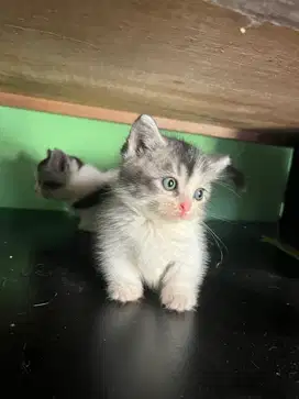 Kucing Munchkin Longhair
