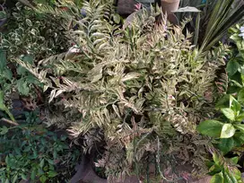 Tanaman Hias Patah Tulang Variegata Putih Pink, harga sudah termasuk p