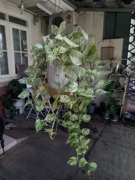 Tanaman Hias Gantung Sirih Manjula