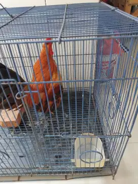 Ayam jantan KATE
