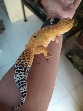 Leopard Gecko Jumbo