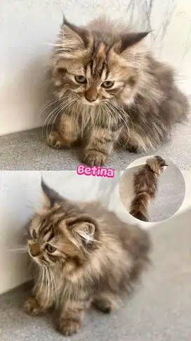 Kucing persia kitten