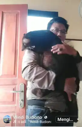 Sepasang Musang Bulan Jinak