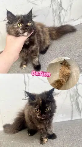 Kucing persia kitten