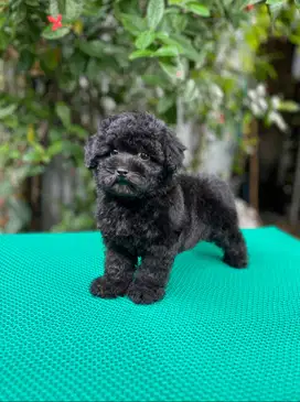 Anjing toy poodle