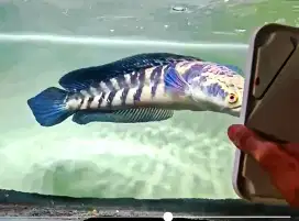 Channa Maru YS -+35cm