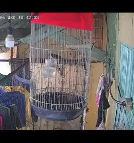 Burung Gereja bahan