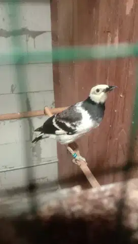 Burung jalak hongkong gacor fs