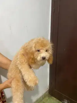JUAL POODLE ANABUL BETINA