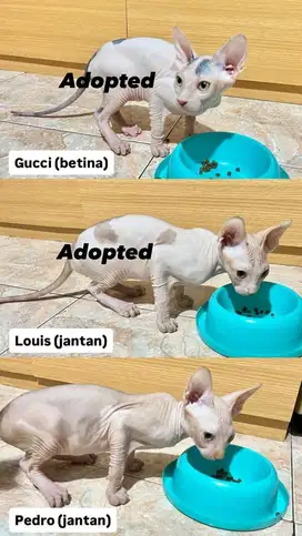 KITTEN SPHYNX LINE PED
