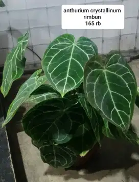 Jual tanaman hias bandung