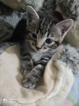 Anak Kucing Marble