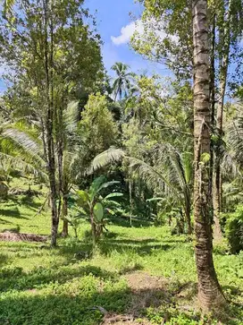 Dijual murah tanah los sungai dan forest Selemadeg