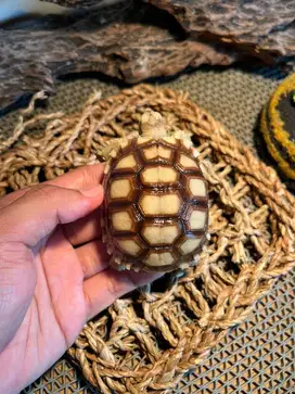 SULCATA 7-8 CM CB INDONESIA