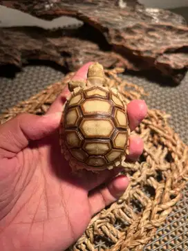 SULCATA 6-7 CM CB INDONESIA
