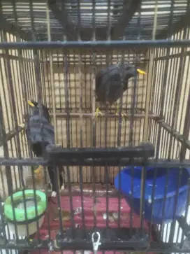 Jalak kebo sepasang FS